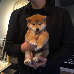 AV无码专区尤酸乳
